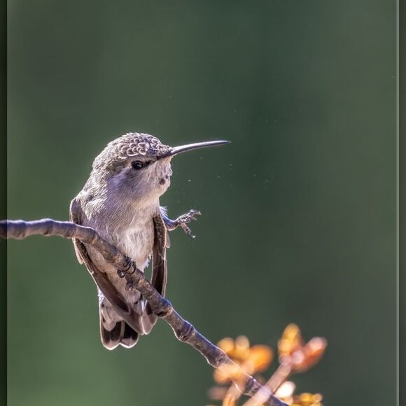 Who doesn't love Hummies?! - Picture 7 of 16